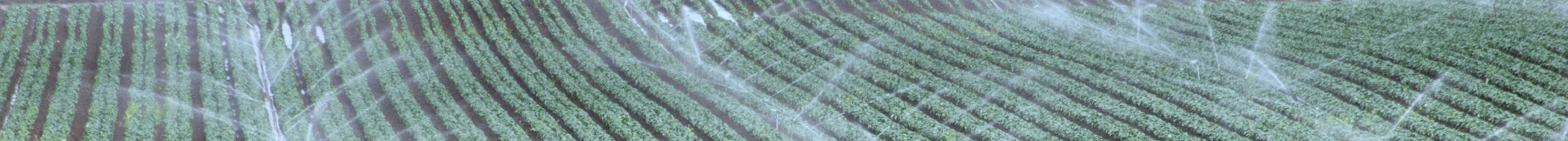 Central Valley crops being watered